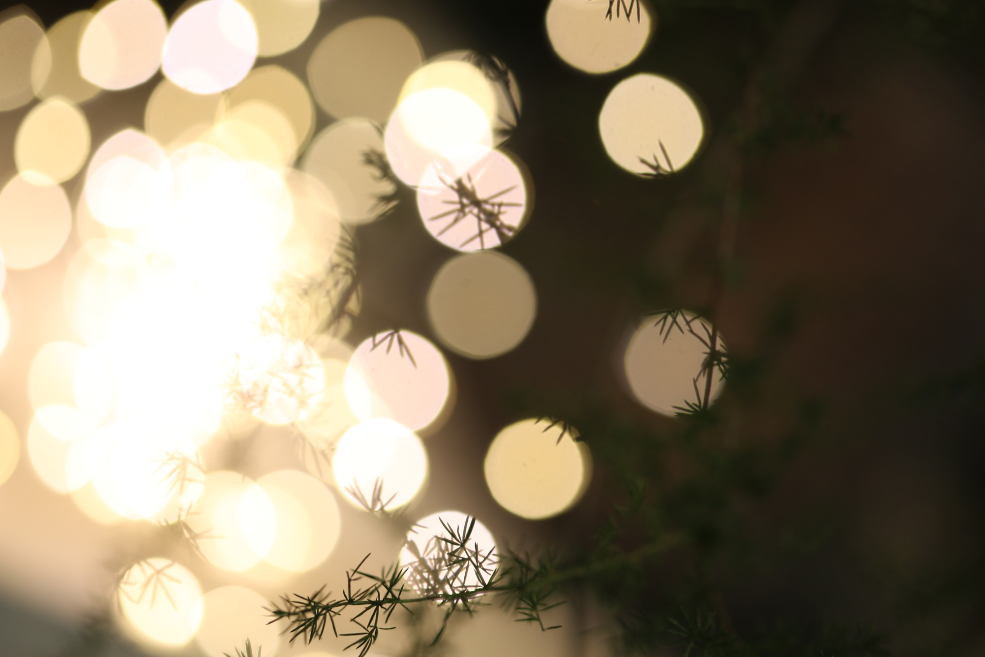 Unschärfe von Lichtpunkten mit einem grünen Pflanzenzweig im Vordergrund.