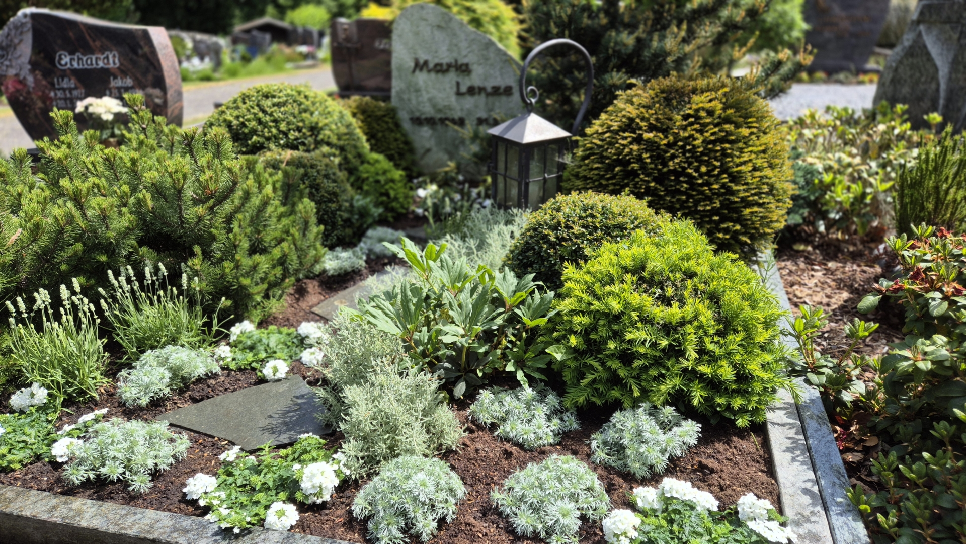 Grabgestaltung mit verschiedenen Pflanzen, darunter Buchsbaum, Lavendel und weiße Blumen, sowie eine Laterne in einem ruhigen Arrangement.