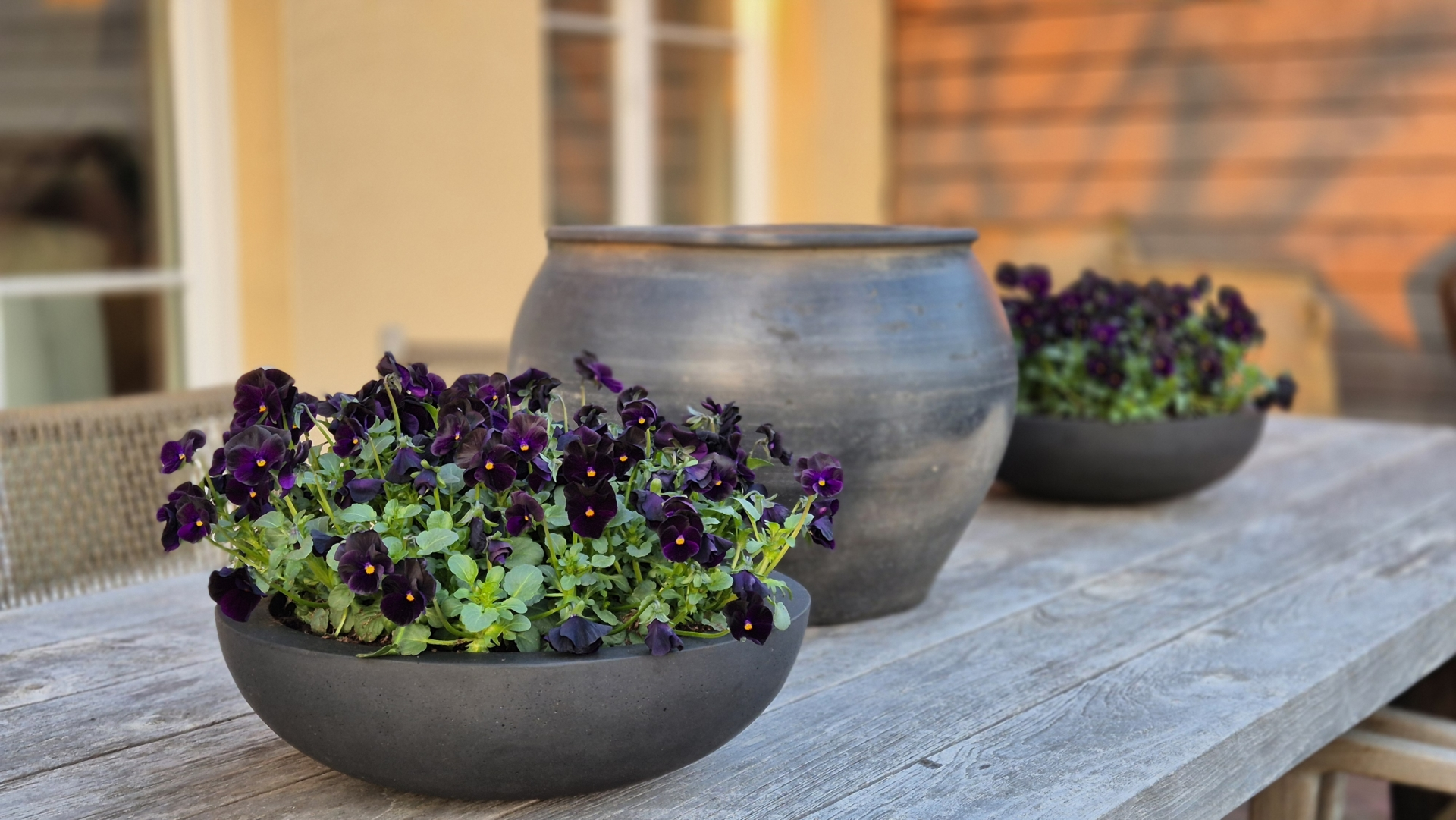 Drei Pflanzgefäße mit lila Stiefmütterchen auf einem Holztisch. Zwei flache Schalen und ein großer Topf sind sichtbar.